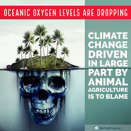 Ocean Oxygen Dropping | Meat Your Future