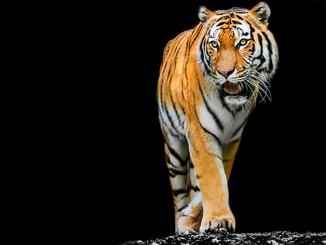 Less Than 4,000 Tigers Left in the Wild