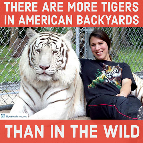 More Tigers in American Backyards than in the Wild | Meat Your Future