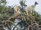 Can You Climb Trees Like These Goats? | Meat Your Future