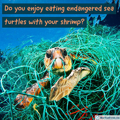 Do you enjoy eating endangered sea turtles with your shrimp? | Meat Your Future