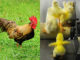 Happy Year of the Rooster; Sadly Most "Roosters-To-Be" Don't Make It | Meat Your Future