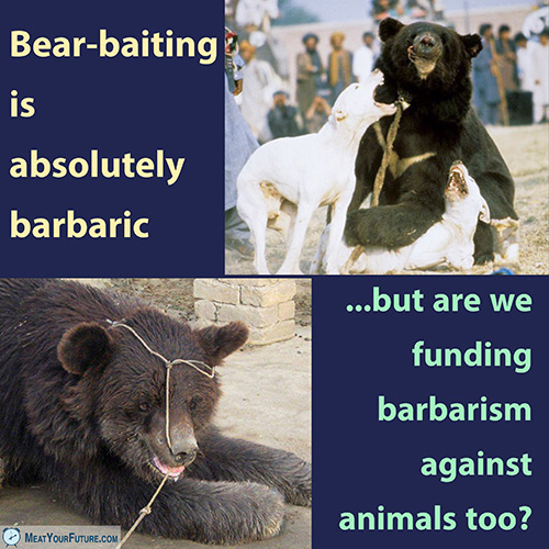 Bear-Baiting is Barbaric | Meat Your Future