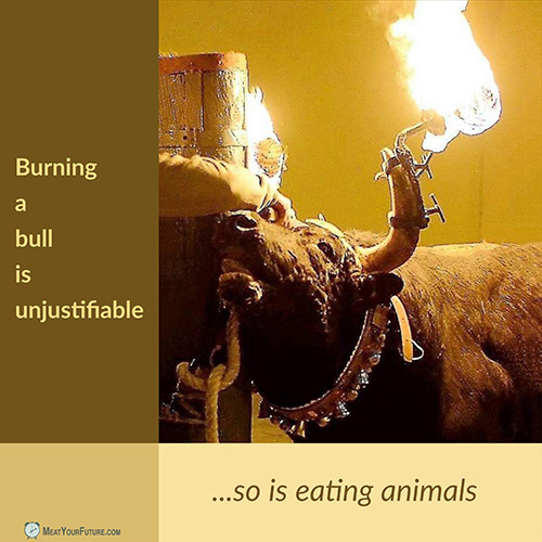 Burning a Bull is Unjustifiable; So is Eating Animals | Meat Your Future