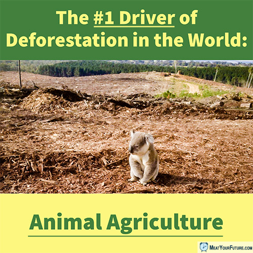 #1 Driver of Deforestation: Animal Agriculture | Meat Your Future