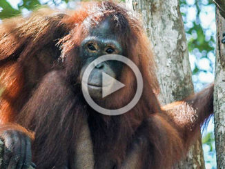 Pony the Orangutan Slave | Meat Your Future