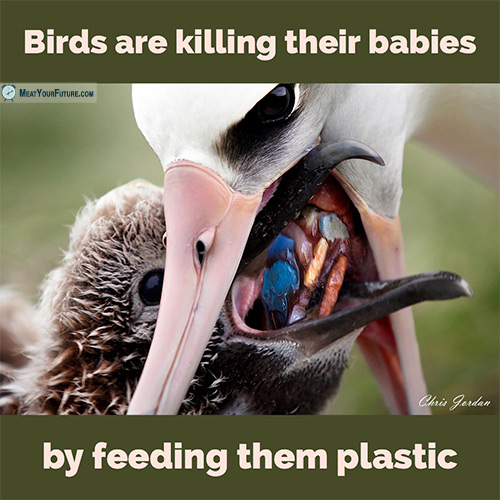 Birds Are Killing Their Babies With Plastic | Meat Your Future