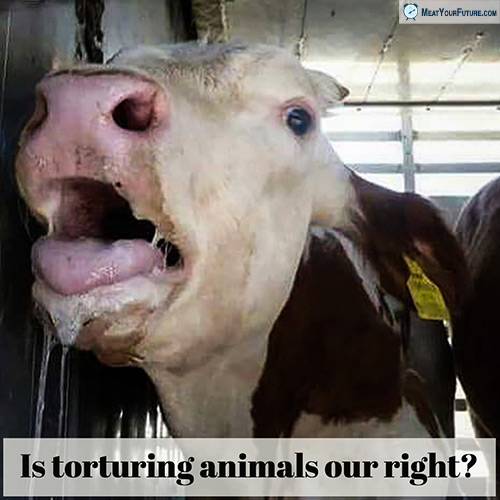 Is Torturing Animals Our Right? | Meat Your Future