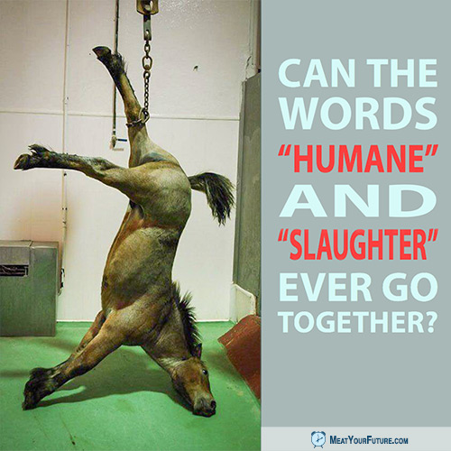 Can the Words "Humane" and "Slaughter" Ever Go Together? | Meat Your Future