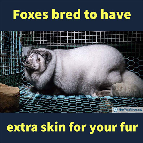 Foxes Bred to Have Extra Skin for Your Fur | Meat Your Future