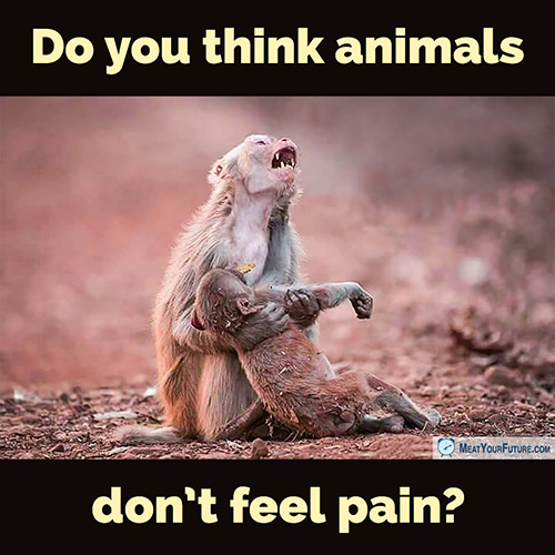 do-you-think-animals-don-t-feel-pain