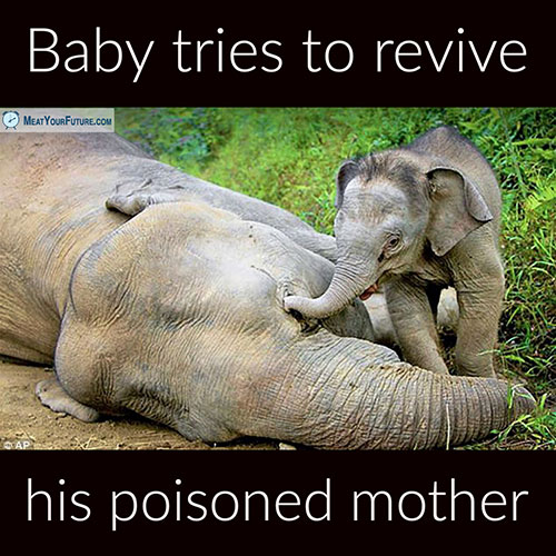 Baby Elephant Tries to Revive His Poisoned Mother | Meat Your Future