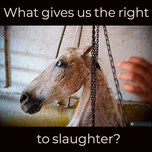 What Gives Us The Right to Slaughter? | Meat Your Future