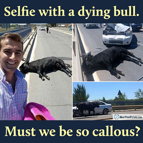 Selfie With A Dying Bull. Must We Be So Callous? | Meat Your Future