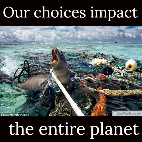 Our Choices Impact The Entire Planet | Meat Your Future