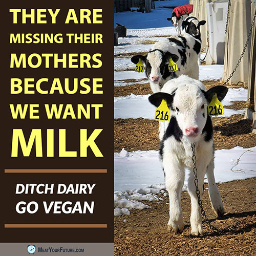 They Are Missing Their Mothers Because We Want Milk | Meat Your Future