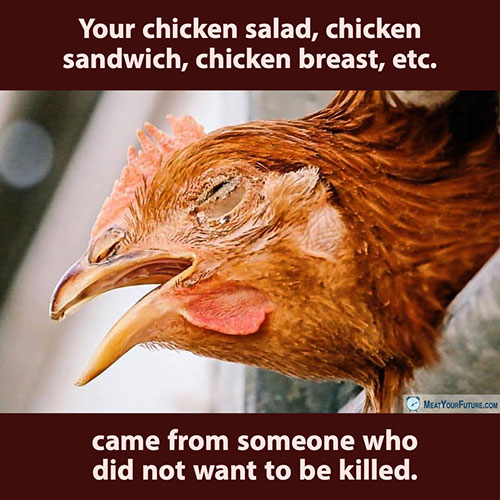 Your Chicken Salad Came From Someone Who Did Not Want to Be Killed | Meat Your Future