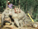 The Purpose of an Elephant is to Work in the Logging Industry? | Meat Your Future