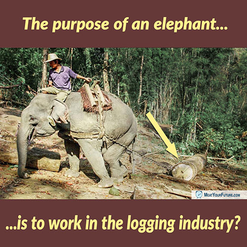 The Purpose of an Elephant is to Work in the Logging Industry? | Meat Your Future