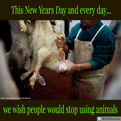 New Years Day Wish: Stop Using Animals | Meat Your Future