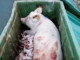 Mothers and Babies Discarded as "Garbage" | Meat Your Future