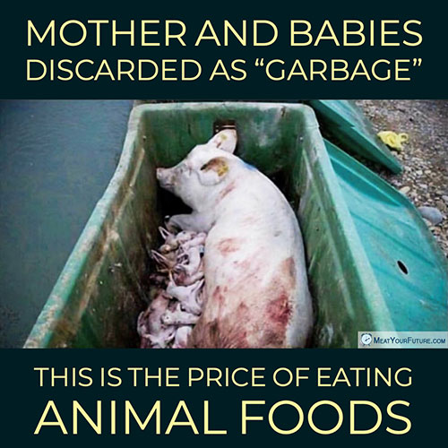 Mothers and Babies Discarded as "Garbage" | Meat Your Future