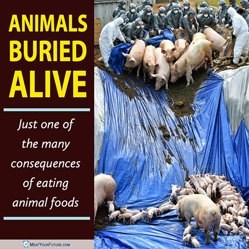 Animals Buried Alive - One Consequence of Eating Animal Foods | Meat Your Future