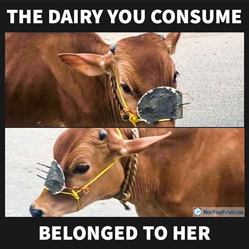 The Dairy You Consume Belong to Her | Meat Your Future