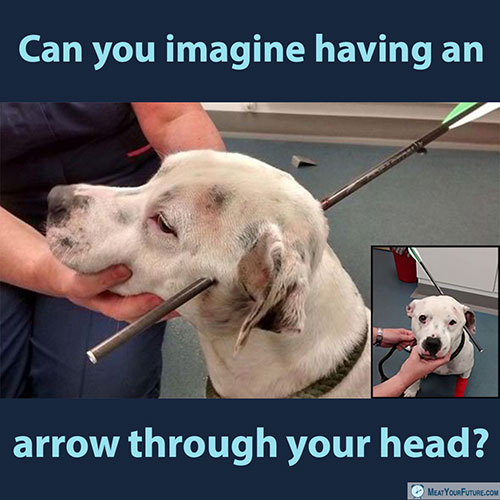 Can You Imagine Having an Arrow Through Your Head? | Meat Your Future