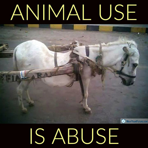 Animal Use is Animal Abuse | Meat Your Future