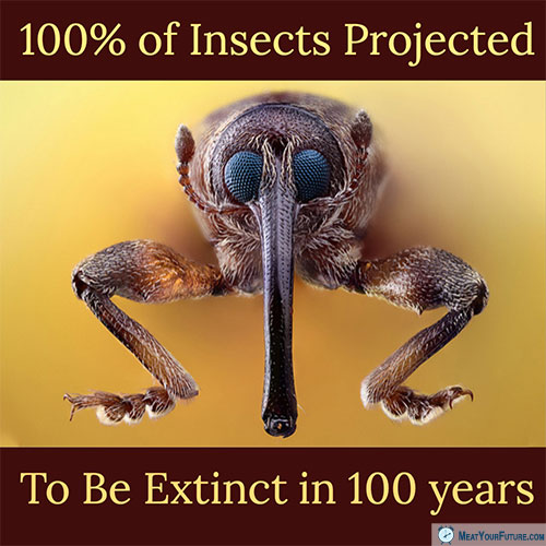 100% of Insects Projected to be Extinct in 100 years | Meat Your Future