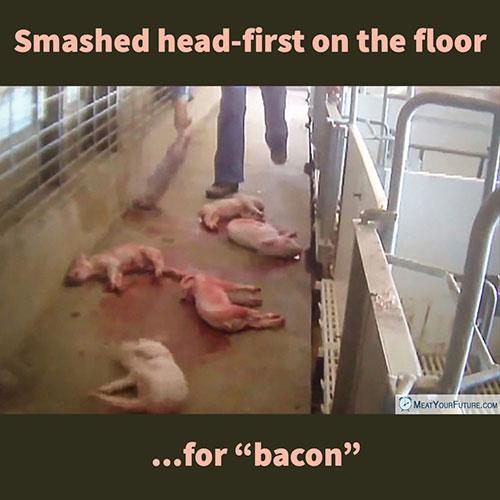 Smashed Head-First on the Floor for "Bacon" | Meat Your Future