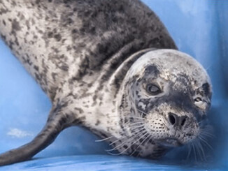 Pregnant Seal Shot in the Face so Humans can take her Food | Meat Your Future