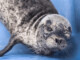 Pregnant Seal Shot in the Face so Humans can take her Food | Meat Your Future