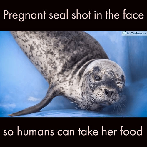 Pregnant Seal Shot in the Face so Humans can take her Food | Meat Your Future