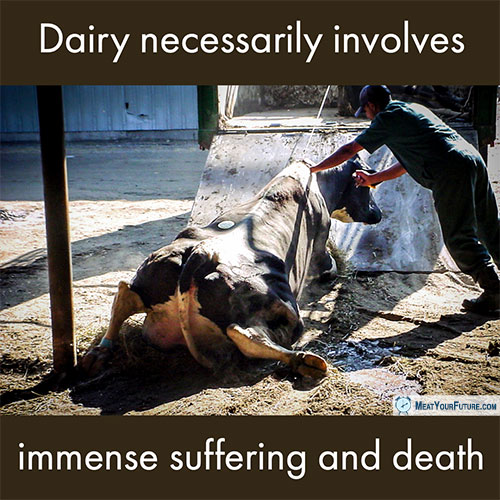 Dairy Necessarily Involves Immense Suffering and Death | Meat Your Future