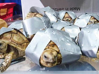 1,500 Live Turtles Duct-Taped in Suitcases | Meat Your Future