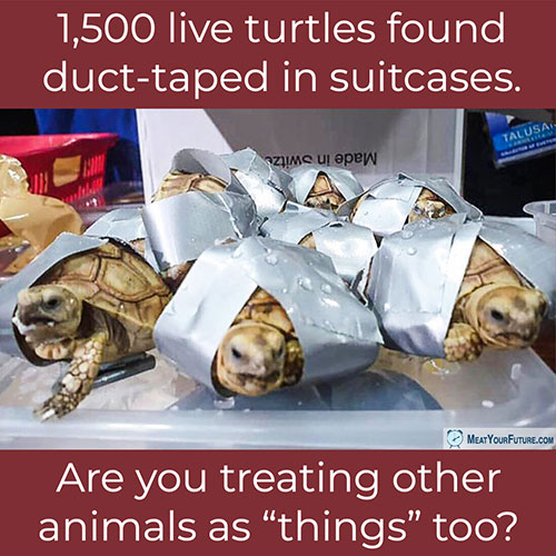 1,500 Live Turtles Duct-Taped in Suitcases | Meat Your Future