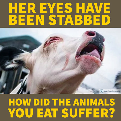 Her Eyes Have Been Stabbed - How Did The Animals You Eat Suffer? | Meat Your Future