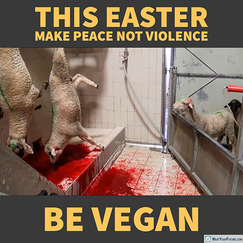 This Easter Make Peace Not Violence - Be Vegan | Meat Your Future