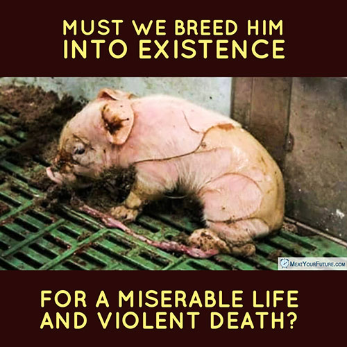 Must We Breed Him Into Existence for a Miserable Life and Violent Death? | Meat Your Future