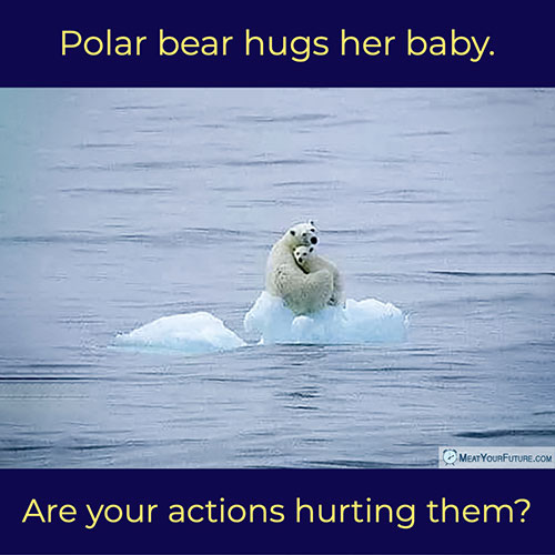 Polar Bear Hugs Her Baby - Are Your Actions Hurting Them? | Meat Your Future