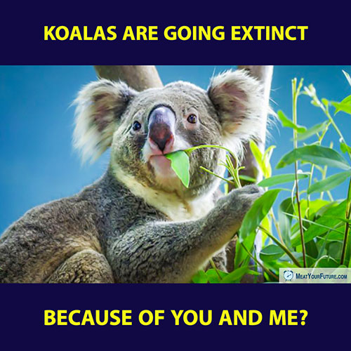 Koalas Are Going Extinct Because Of You And Me